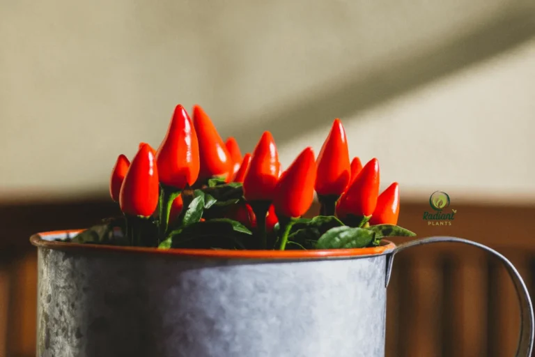 A close-up of vibrant ornamental pepper plants showcasing colorful peppers in shades of red, orange, and purple, surrounded by lush green foliage.
