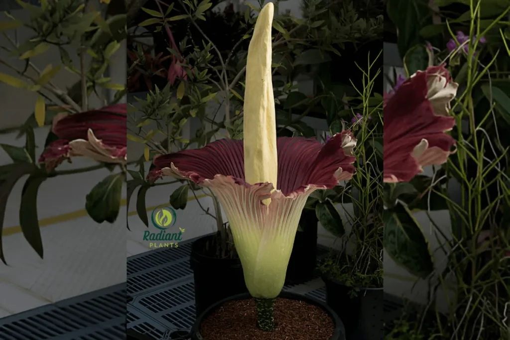 A striking view of the rare Amorphophallus Titanum, also known as the Corpse Flower, standing tall with its massive, deep red bloom and towering spadix. This extraordinary plant, famous for its strong odor and infrequent blooming, is one of the largest flowering structures in the world.