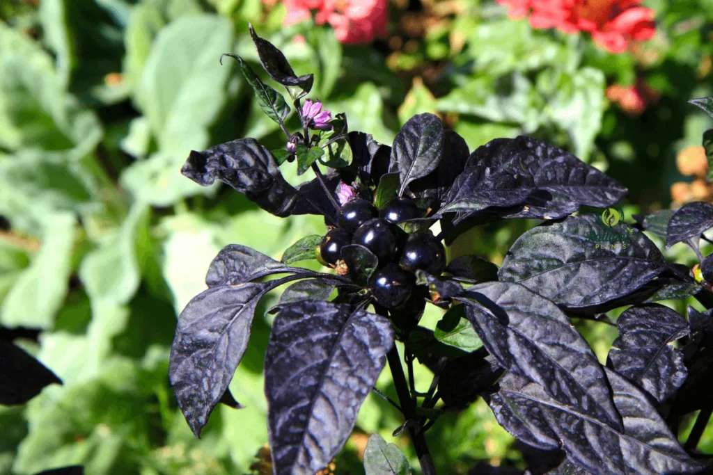 Colorful Ornamental Peppers Adding Beauty to the Garden