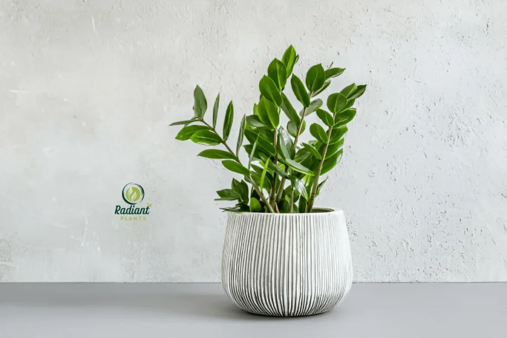 A vibrant display of tropical plants, including Monstera, Bird of Paradise, and Pothos, arranged in a sunny living room. Perfect for adding a lush, natural vibe to any space.