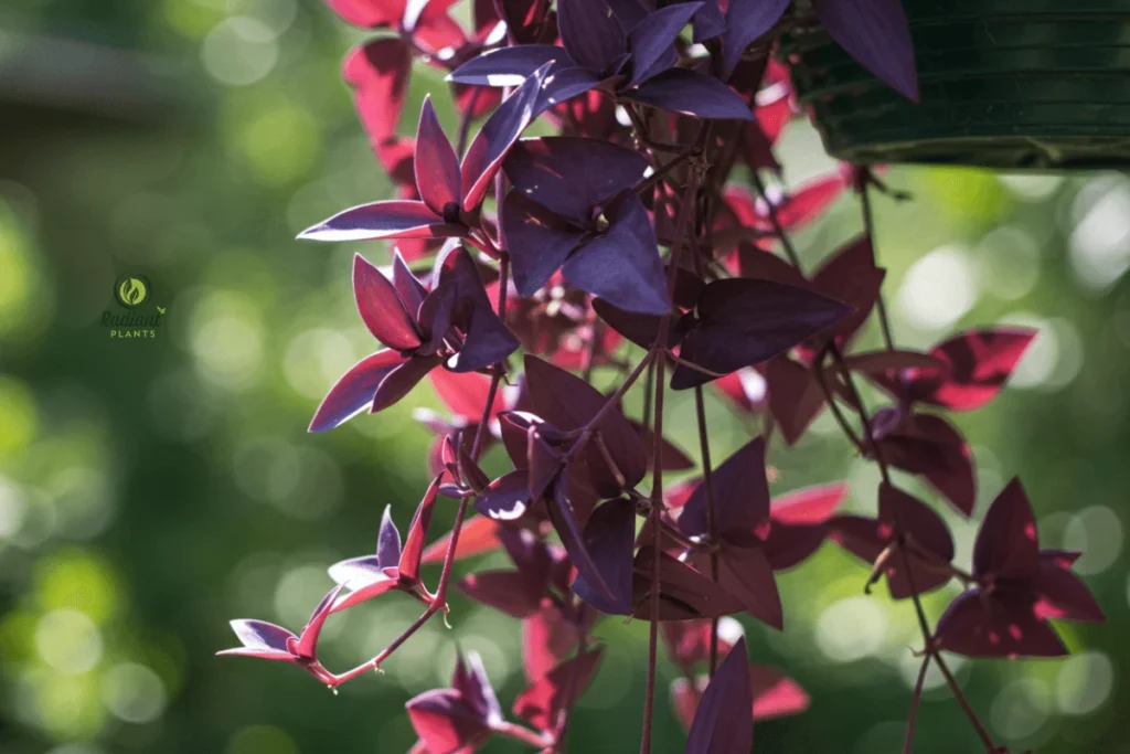 Close-up of Purple Heart plants with deep purple, iridescent leaves cascading from a hanging basket. The vibrant foliage glistens in the sunlight, creating a striking contrast with the surrounding greenery.