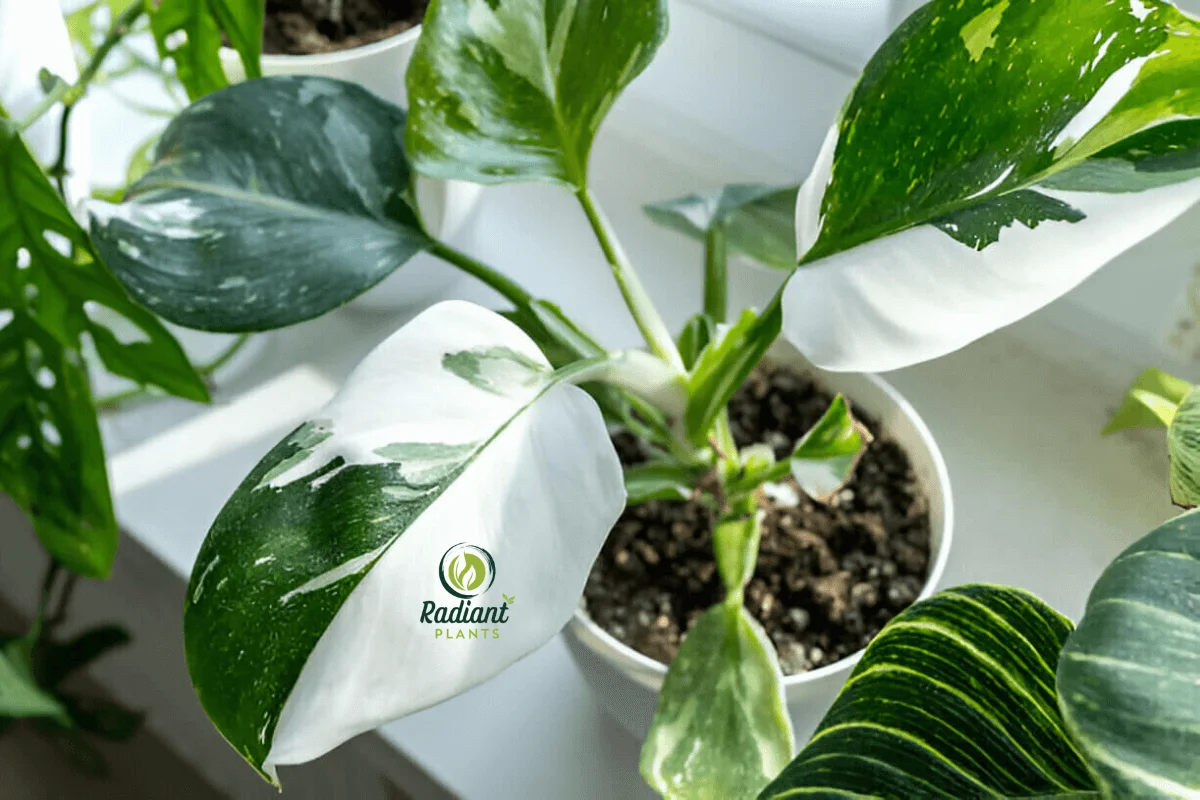 A stunning close-up of a White Princess Philodendron showcasing its unique green and white variegated leaves. The glossy, heart-shaped foliage highlights the plant’s elegance and tropical beauty.