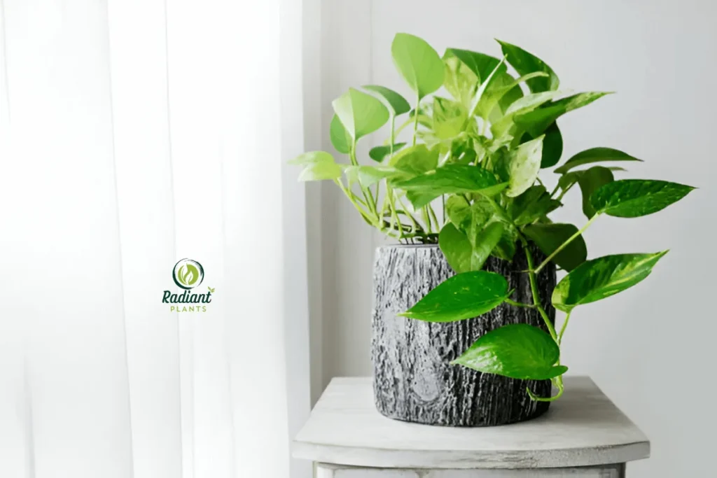 A serene indoor space featuring tropical plants like Areca Palm, Ferns, and Philodendron. Learn how to create your own tropical oasis at home with these stunning plants.