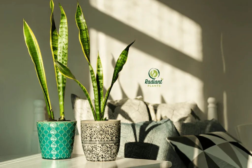 A beautifully styled room filled with lush tropical plants like Fiddle Leaf Fig, Snake Plant, and Calathea. Discover how these plants can bring life and beauty to your home.