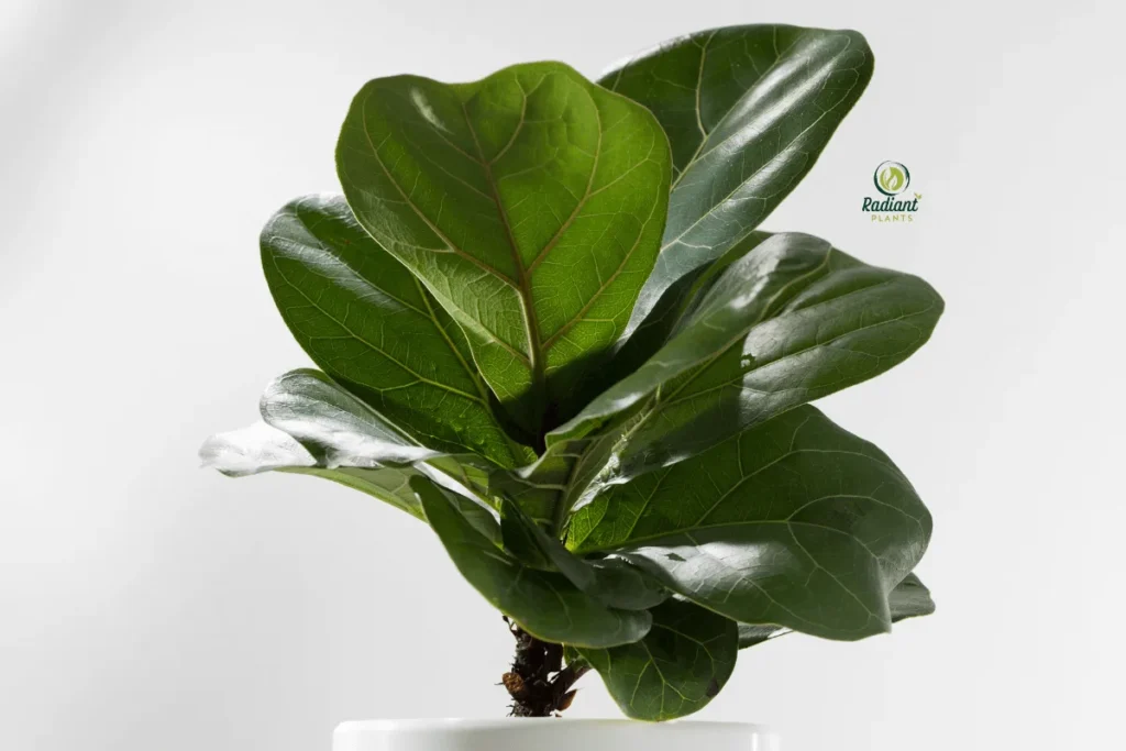 Bird of paradise and Japanese maple creating dramatic focal points in modern home interior