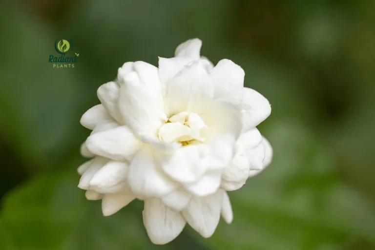 A close-up of Arabian Jasmine (Jasminum sambac) showcasing its pristine white flowers and glossy green leaves, known for their intoxicating fragrance and ornamental appeal.