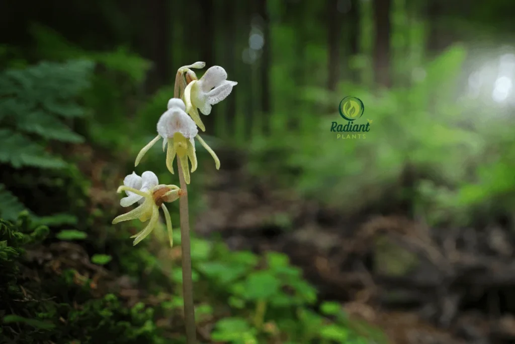 A captivating image featuring the elusive Ghost Orchid alongside a collection of other rare plants, showcasing their delicate beauty and unique characteristics. The Ghost Orchid’s ethereal white blooms stand out against lush green foliage, while other exotic species add texture and color to this stunning botanical display.