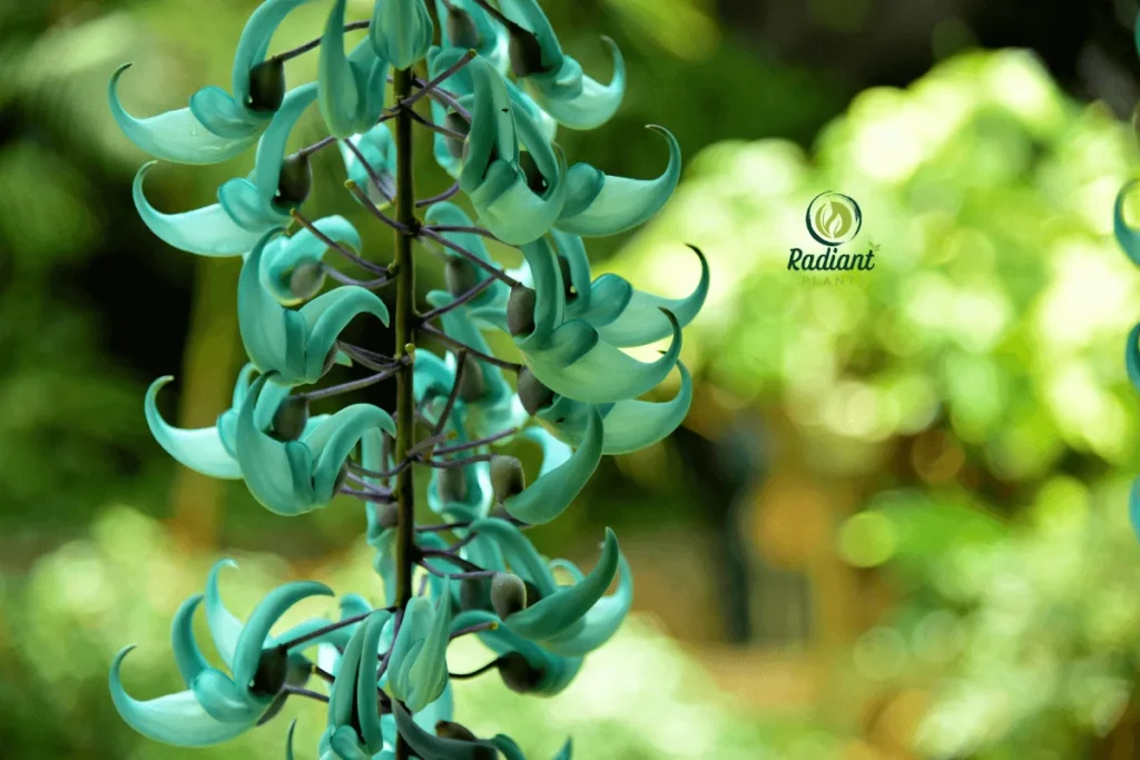 A mesmerizing view of the rare Jade Vine (Strongylodon macrobotrys), showcasing its cascading clusters of luminous turquoise flowers. This extraordinary tropical plant, native to the Philippines, thrives in rainforest environments and is prized for its striking beauty.