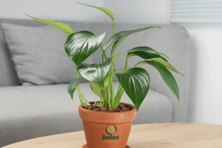 A vibrant Dragon Tail Plant (Epipremnum pinnatum) showcasing its glossy, fenestrated leaves that resemble a dragon’s tail, perfect for adding a tropical touch to any space.