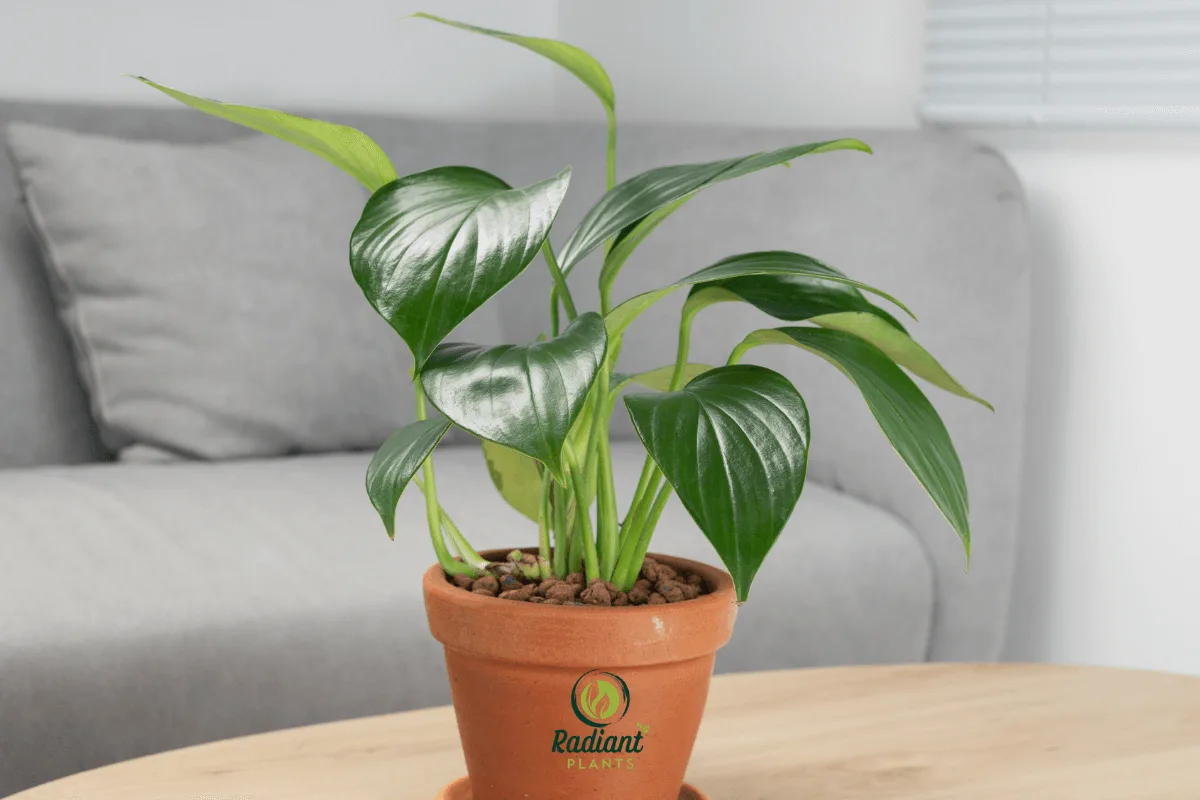 A vibrant Dragon Tail Plant (Epipremnum pinnatum) showcasing its glossy, fenestrated leaves that resemble a dragon’s tail, perfect for adding a tropical touch to any space.