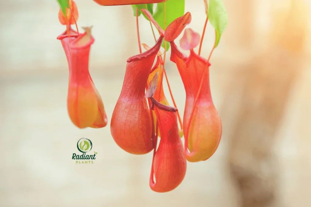 A close-up of the rare Nepenthes, also known as the tropical pitcher plant, displaying its unique, cup-shaped traps filled with digestive fluid. This carnivorous plant, found in humid rainforests, uses its vibrant colors and nectar to attract insects.