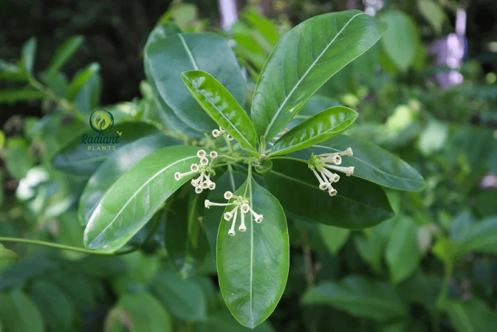 Night Blooming Jasmine in full bloom under the night sky, revealing clusters of white flowers. This plant is known for its evening fragrance and is a perfect addition to nighttime gardens.