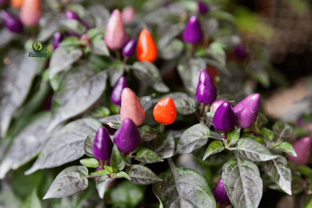 Ornamental Pepper Plants with Multicolored Fruits