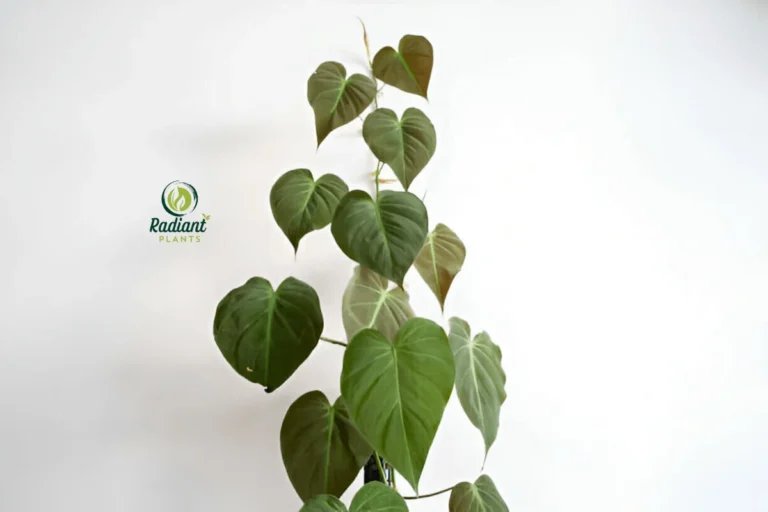 An image of a healthy Philodendron Micans plant cascading from a hanging basket. The photo highlights the plant's long, trailing vines and vibrant, velvety leaves. The background features a cozy indoor setting, showcasing how this plant can enhance home decor.