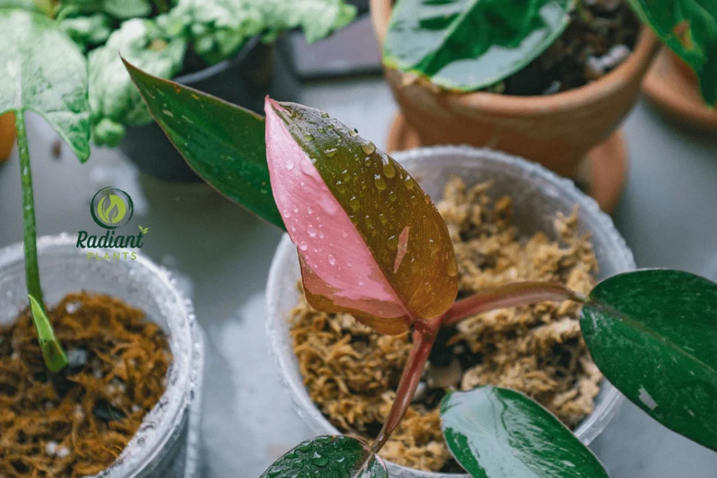 A close-up of the Philodendron Pink Princess, a highly sought-after rare plant, showcasing its striking heart-shaped leaves with bold pink and green variegation. This tropical beauty adds a pop of color and elegance to any indoor plant collection.