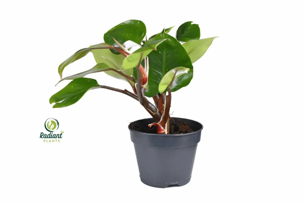 The Philodendron White Knight displayed in a stylish pot, highlighting its glossy, heart-shaped leaves and unique variegation. Perfect for adding a touch of tropical elegance to your home or office
