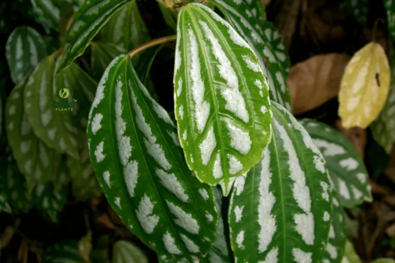 Stunning Close-Up of the Aluminum Plant's Silvery Leaves