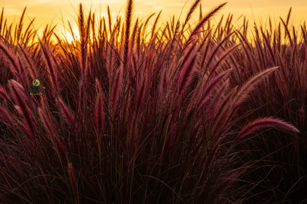 A landscape shot of Purple Fountain Grass with feathery, burgundy-purple plumes swaying gently in the breeze. The golden sunset backdrop highlights the dramatic and flowing effect of this ornamental grass.