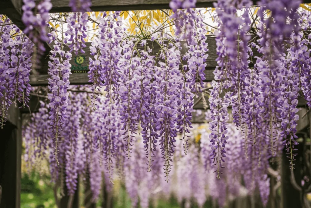 A dreamy garden scene with Wisteria vines cascading over a wooden pergola. The long, fragrant purple flower clusters create a romantic and enchanting atmosphere, bathed in soft sunlight.
