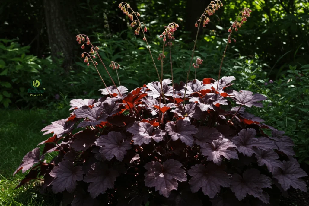 A shaded garden corner showcasing Heuchera plants with rich, plum-colored leaves and delicate bell-shaped flowers. The textured foliage adds elegance and depth to the garden design.