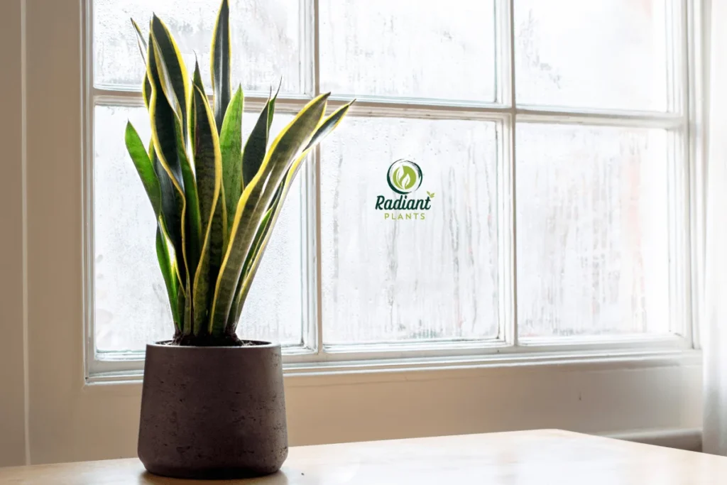 A diverse selection of exotic ornamental plants with unique shapes, colors, and textures, transforming any garden or patio into a visually stunning retreat.