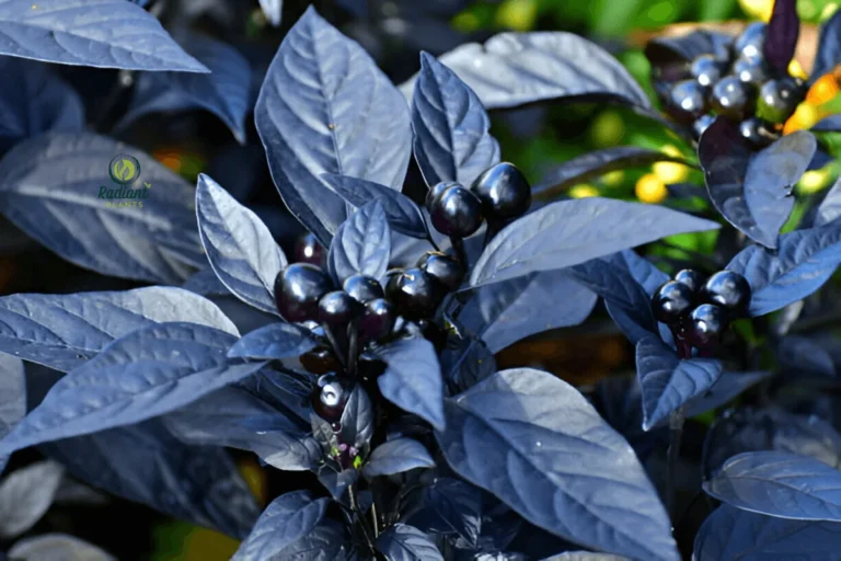Striking Black Pearl Pepper Plant in Full Bloom