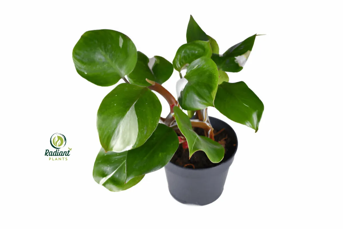 A close-up photo of the Philodendron White Knight, showcasing its striking variegated leaves with deep green and creamy white patterns. The plant’s reddish-purple stems add a beautiful contrast, making it a standout in any indoor plant collection.