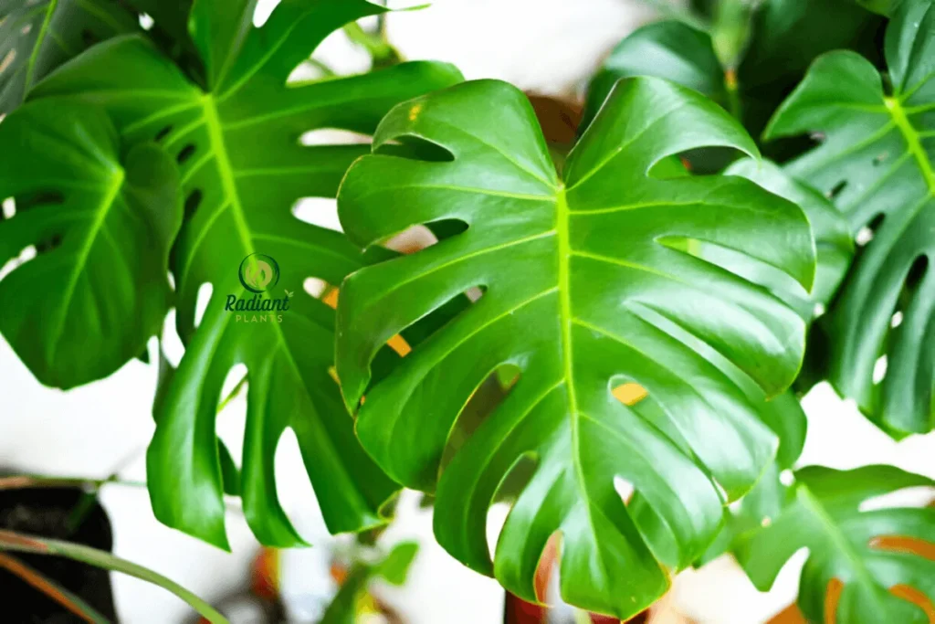 A curated selection of low-maintenance tropical plants, including ZZ Plant, Pothos, and Monstera Deliciosa, perfect for beginners looking to add greenery to their home.