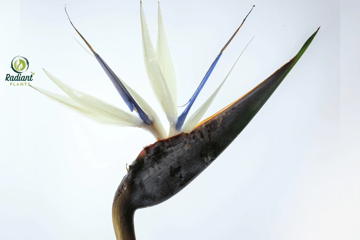 Close-up of a White Bird of Paradise plant, highlighting its lush green foliage and unique, bird-like flowers in a serene garden setting.