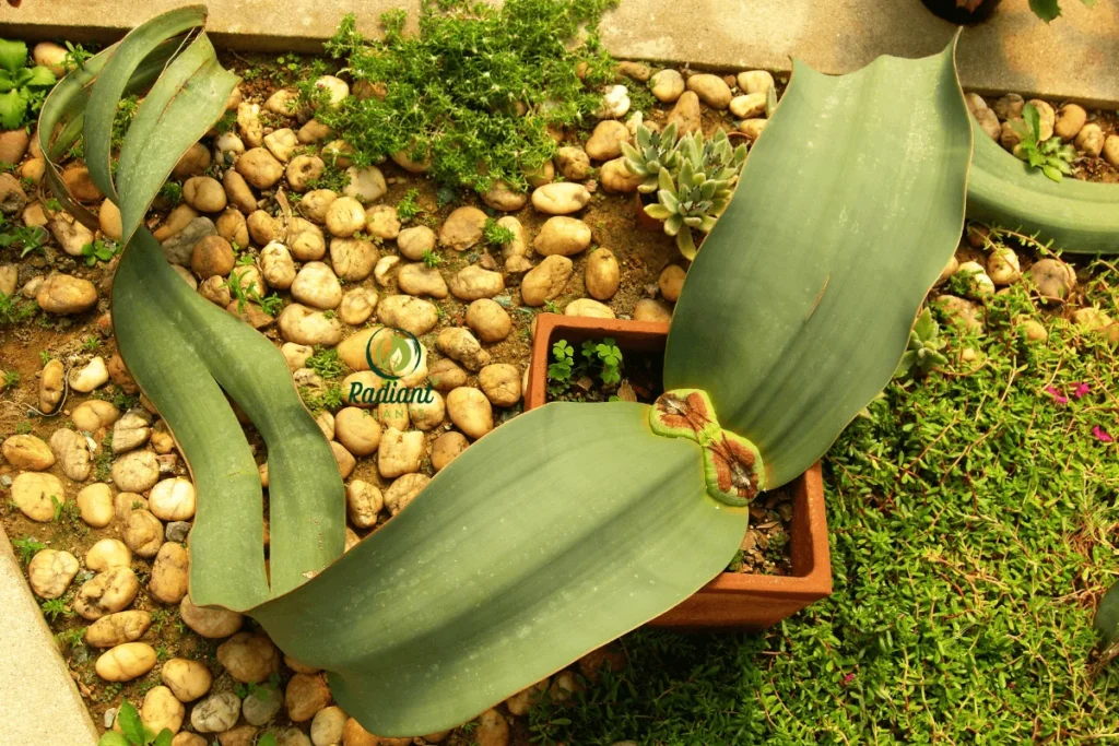 A captivating image showcasing the extraordinary Welwitschia Mirabilis, one of the world’s rarest and oldest plants, alongside other unique rare plants. The Welwitschia’s long, strap-like leaves and rugged appearance stand out, highlighting its ability to thrive in harsh desert conditions for over 1,000 years. This rare botanical gem is a true testament to nature’s resilience and beauty.