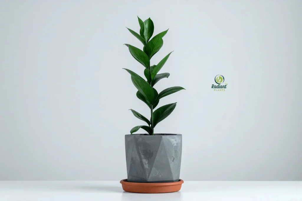 Snake plant, peace lily, and ZZ plant arrangement showing best low-maintenance ornamental plants