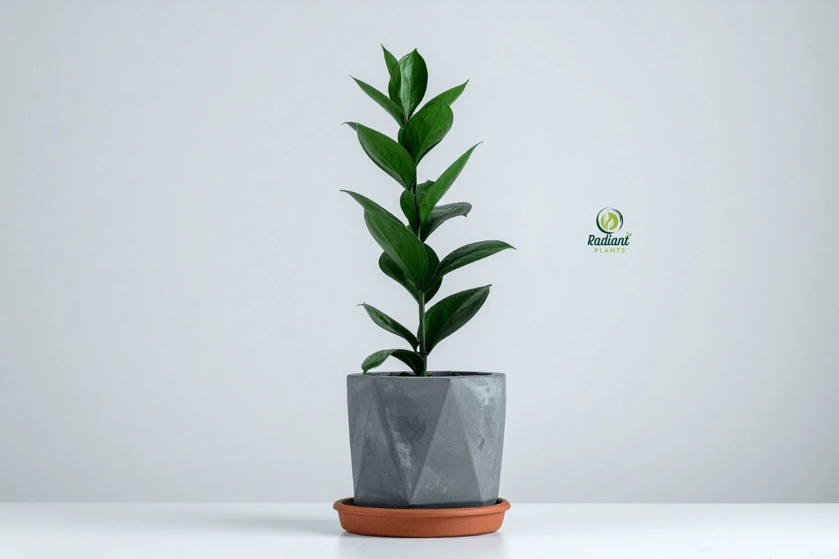 Snake plant, peace lily, and ZZ plant arrangement showing best low-maintenance ornamental plants