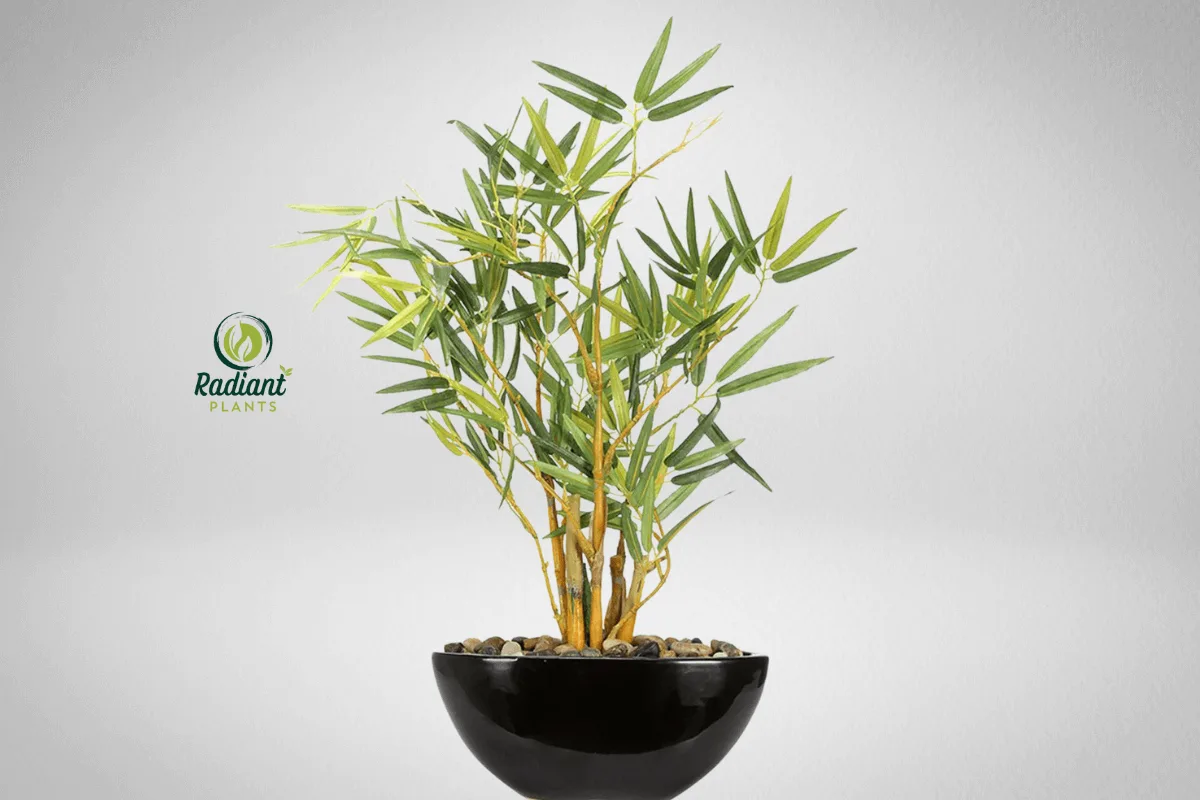 Close-up of a Bamboo Bonsai, showcasing its intricate details, from the segmented stalks to the vibrant green foliage, perfect for adding a touch of calm to any space.