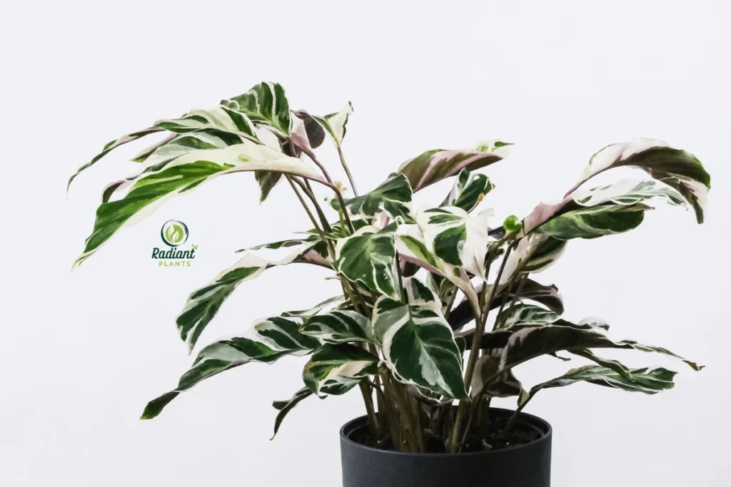 Unique Leaf Patterns of Variegated Plants