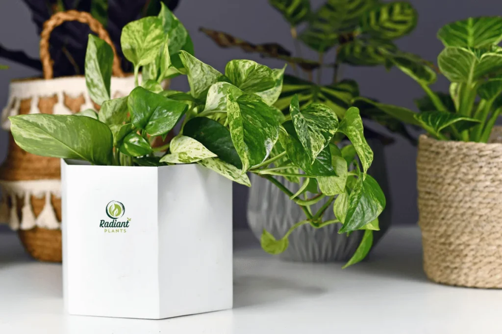 Beautiful Variegated Plants in Natural Light