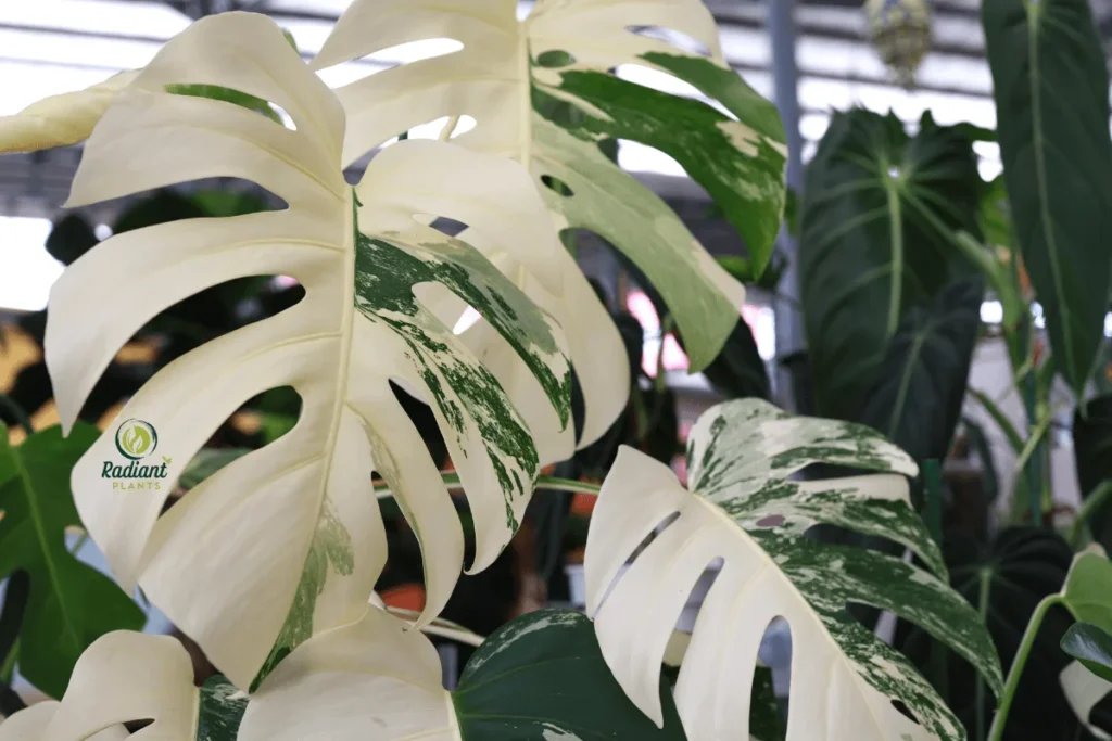 Eye-Catching Variegated Houseplants