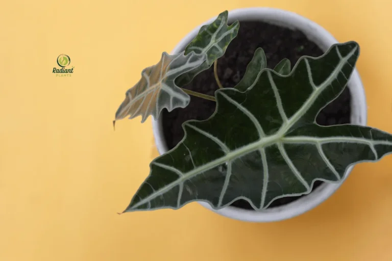 African Mask Plant: Elegant Tropical Foliage for Your Home