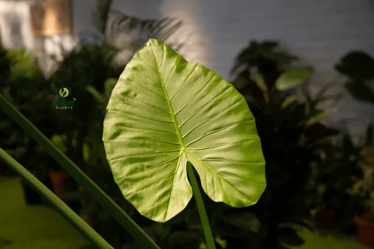 Giant Elephant Ear Plant with Lush Foliage in a Tropical Garden