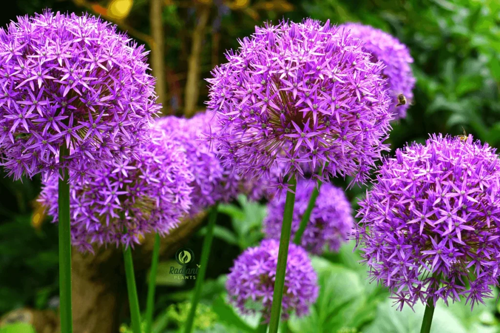 Stunning Close-Up of the Alum Serendipity Plant's Purple Flowers