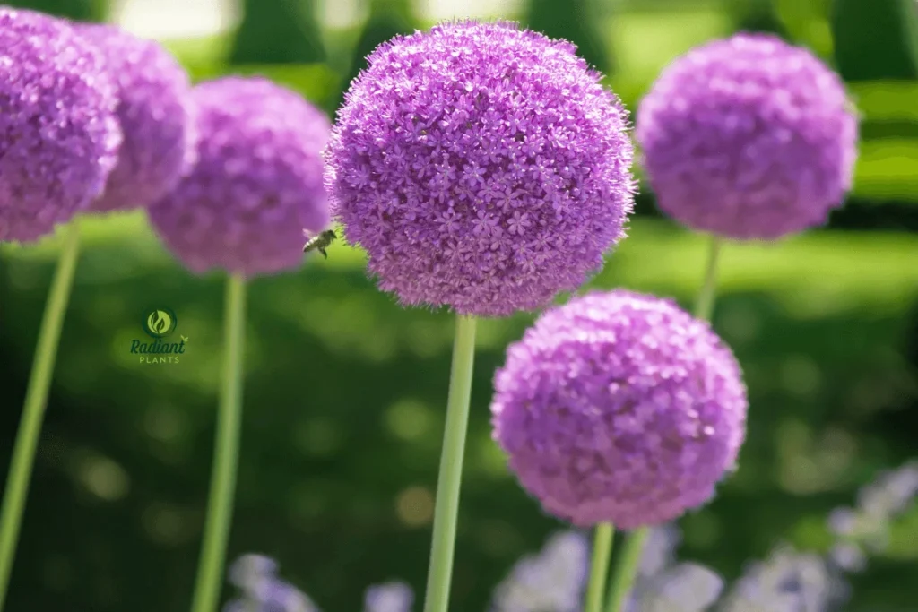 Beautiful Blooms of the Alum Serendipity Plant in Full Bloom