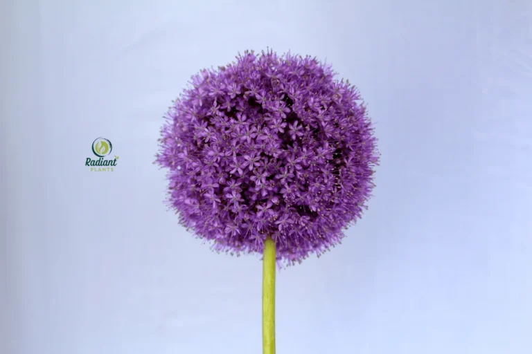 Alum Serendipity Plant in Garden Landscape