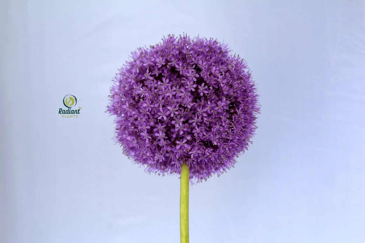 Alum Serendipity Plant in Garden Landscape