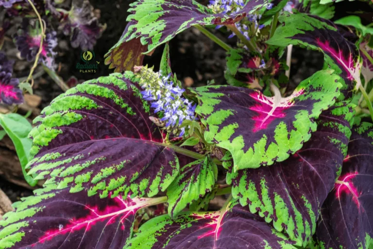 Vibrant Coleus Black Dragon in Lush Garden Setting