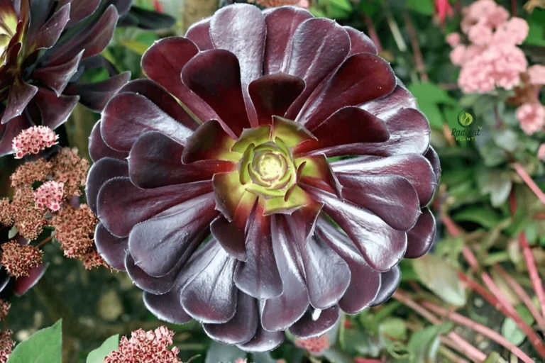 Black Rose Plant - Bold and Elegant Succulent