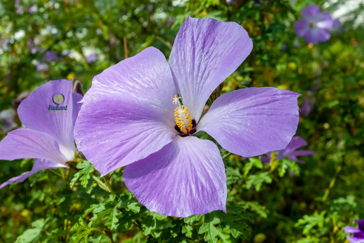 Close-Up of a Vibrant Blue Hibiscus Flower in Full Bloom