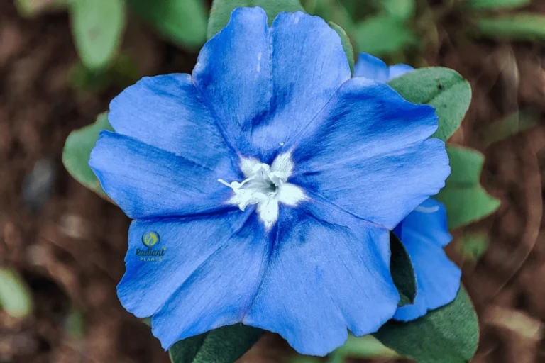 Blue My Mind Plant - A Touch of Vibrance for Your Home