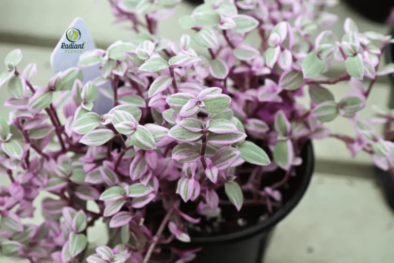 Vibrant Pink Panther Plant with Cascading Foliage