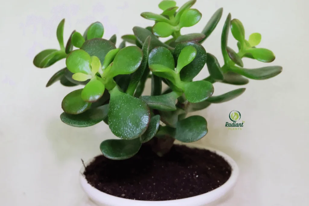 Variegated Jade Plant with Unique Multicolored Leaves types of jade plants