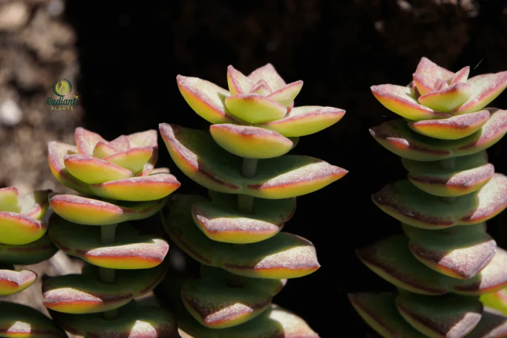 String of Buttons Jade Plant with Cascading Green Stems