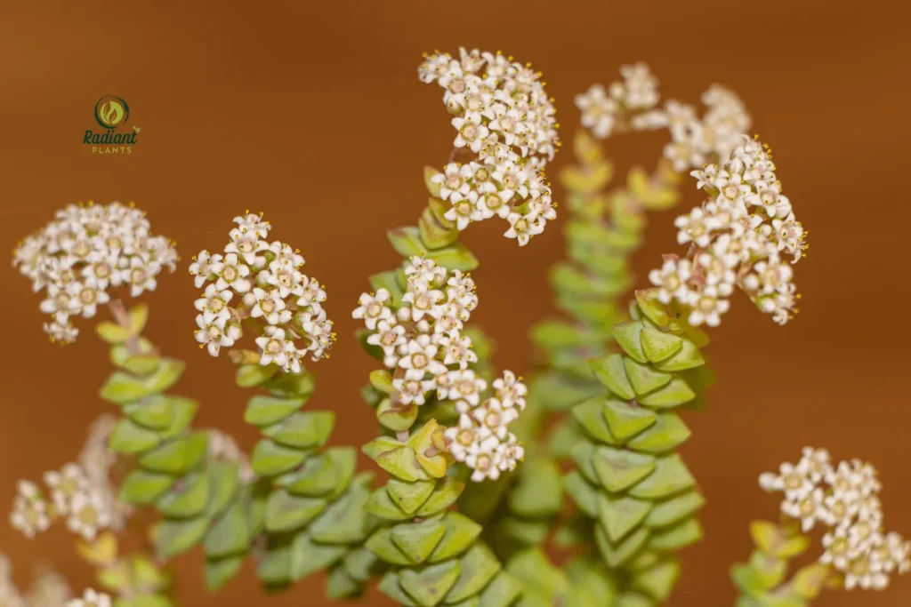 Miniature Pine Tree Jade Plant in a Decorative Pot